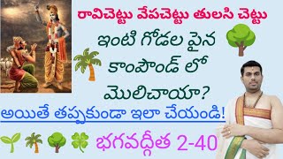 ఇంటి గోడ పై (రావి చెట్టు)( వేప చెట్టు) మొలిచాయా? అయితే ఇలా చేయండి!