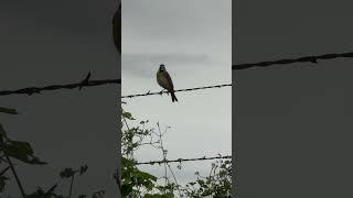 #dickcissel #birds this guy thought he was putting out the wrong vibes when I whistled back. #funny