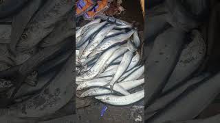 சுவையான துப்பு வாழை மீன் சாப்டுருகிங்களா? Ribbon Fish #seafood #fish #fishmarket #fishing #sea #cute