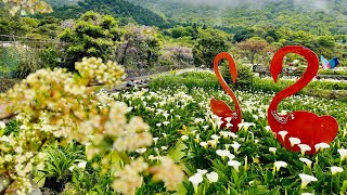 陽明山竹子湖 海芋盛開 #紫藤花#紅楓 #海芋