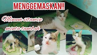 kamu tidak akan percaya beginilah reaksi kucing ketika minum vitamin