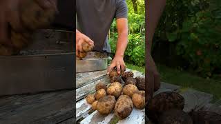 Container Potatoes – What we got