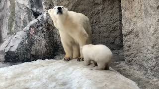 旭山動物園　ホッキョクグマ　ピリカと赤ちゃんにはじめまして（一般公開に向けて練習中）　Polarbear　Baby　（Asahiyama-zoo）2022年3月30日