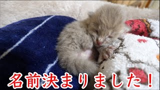 【保護猫】子猫の名前を決めました！【保護猫 子猫】