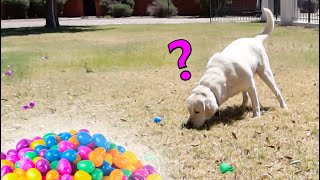 My Dog's First Easter Egg Hunt!