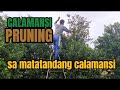 Kailangan ba mag PRUNING sa CALAMANSI na matatanda na?.