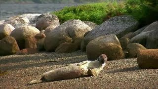 A Balance of Nature - Terra Nova National Park (Parks Canada)