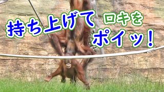 乱暴な?チェリアお姉ちゃん・オランウータン