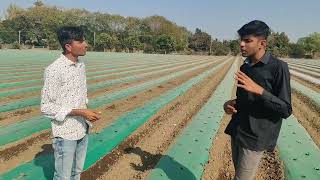 Advana AUM Farm || ટેટી અને તરબૂચની અદભુત ખેતી || મિશ્ર પાક નું વાવેતર ||