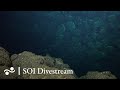 Iguanas West | SOI Divestream 611 - Part 4