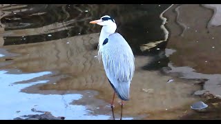 アオサギ調布地区 2025 02 13 #アオサギ #野鳥 #birds #wildlife #nature #自然観察ぶらり散歩