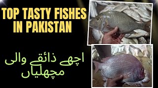 Top Tasty Fishes in Pakistan #topfishes #bestfishes