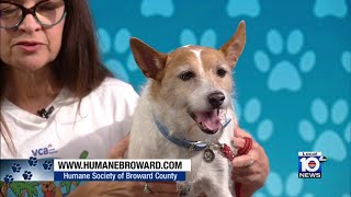 Meet Cooper, a Jack Russell Terrier in need of a ‘furever’ home