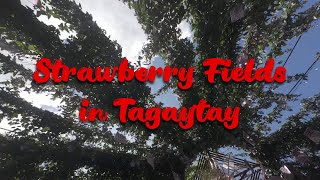 Strawberry Fields in Tagaytay - A Saturday Trip with Harley and Rebel