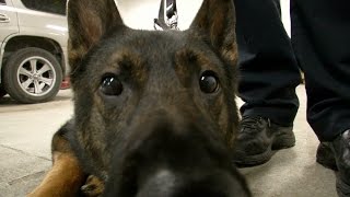 Bloomington K-9 Officer Retires