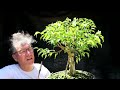 ficus friday ficus benjamina pruning the bonsai zone june 2022