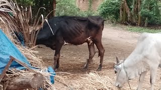 திரும்பி வந்த சமையல்கார பொண்ணு