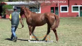 POTRANCA CUARTO DE MILLA - PRODUCTO A REMATE 16/11- LOTE 13 - IKERA FAST GIRL