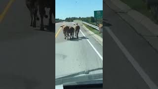 Hwy 401 traffic