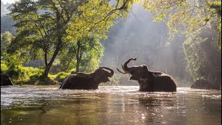 Herd of elephants wandering through China is 'unprecedented'