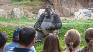 The Funniest GORILLA Compilation.. People's Close Encounters With GORILLAS.😳