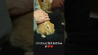 大好きなパパさんに甘えるうさぎさん🐰