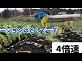 最高のチコリの育て方✨part1