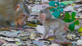 Millie is a young monkey become a mother but she has the best method to quickly teach Millie to walk