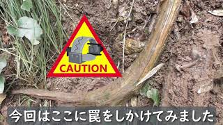 ＃5　1/2　イノシシくくり罠捕獲動画（ダブル捕獲）- Catch a Wild Boar alive