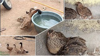 new birds to our farm | quails and ducks | ತೋಟಕ್ಕೆ ಹೊಸ ಪಕ್ಷಿಗಳ ಸೇರ್ಪಡೆ! ಗೌಜಲಕ್ಕಿ ಮತ್ತು ಬಾತುಕೋಳಿ