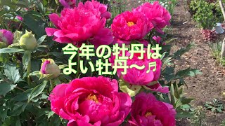 まるおの母　まるこの宿根草と低木の庭　2021 04 30 恵みの雨が上がって、晴天になりました。強風で、牡丹がちょっと可哀想。庭の緑が一層鮮やかになりました。