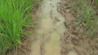 ទេសភាព​ស្រូវរដូវវស្សា​/Beautiful landscape in rain season