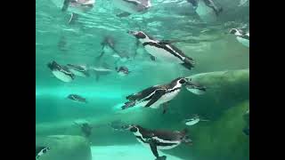 天王寺動物園のペンギン🐧