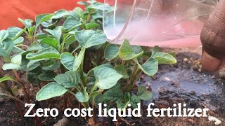 Zero cost instant liquid fertilizer for your plants