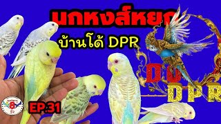 #หงส์หยกไทย #นกหงส์หยกเมืองคนสวย By.Do Dpr / #หงส์หยกแปดริ้ว​​​​​​​​​​​ EP.31 #ฉะเชิงเทรา