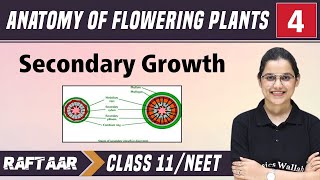 Anatomy of Flowering Plants 04 || Secondary Growth || Class11/NEET