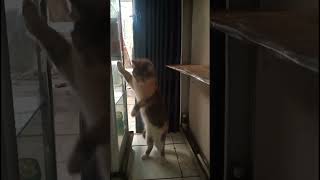 Cat sound to attract cats🔹Prank kucing pakai suara ini,lihat reaksinya #shorts #suarakucing #meowing