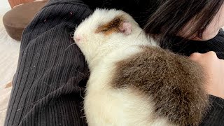 うで枕で眠るモルモット　Fluffy guinea pig