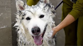 This Husky Is A Professional Tap Dancer...And His Performance Is SPECTACULAR!