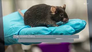 Bifidobacterial probiotics protect mice from diet-induced obesity and fatty liver disease