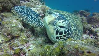 お昼寝中のアオウミガメ★ TAKUDIVE石垣島