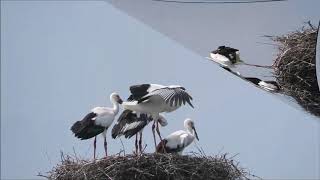 コウノトリの家族　13　巣立ち前のホバリング