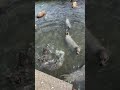 おたる水族館　ゴマフアザラシ spotted seal in otaru aquarium.