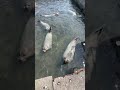 おたる水族館　ゴマフアザラシ spotted seal in otaru aquarium.