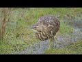 the american bittern ghost of the marsh