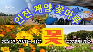 놓치면 안되는 가을 꽃구경의 명소 계양꽃마루(Gyeyang Flower Maru, a must-see autumn flower viewing spot)