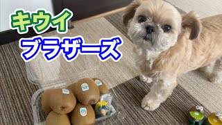 ゼスプリ 大玉のキウイを愛犬と一緒にいただきました チワワ×シーズー