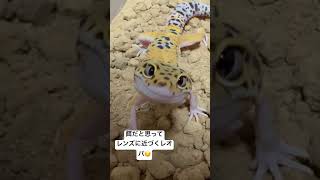 レンズを餌だと思って近づくレオパ🦎 leopard gecko that thinks a camera lens is food🦎 #レオパ #ヒョウモントカゲモドキ #leopardgecko