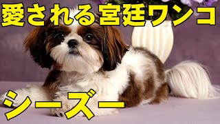 【ゆっくり解説】ワンコ紹介　シーズー　001