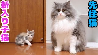 保護した子猫が先住猫と初対面で世界一優しい父猫が愛情を与えます